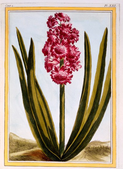 Royal Crimson, wyd. 1776. autorstwa Pierre Joseph Buchoz