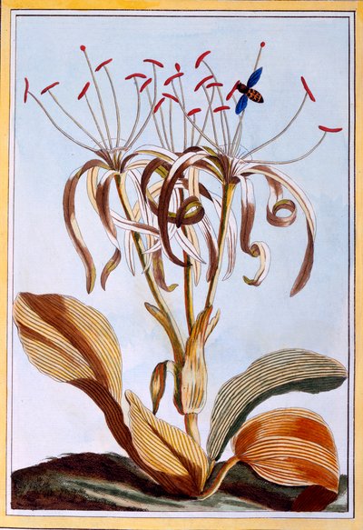 Morski Żonkil, wyd. 1776. autorstwa Pierre-Joseph Buchoz