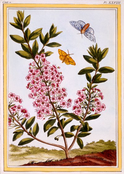 Wawrzyn Owczy Kalmia augustifolia, wyd. 1776. autorstwa Pierre Joseph Buchoz