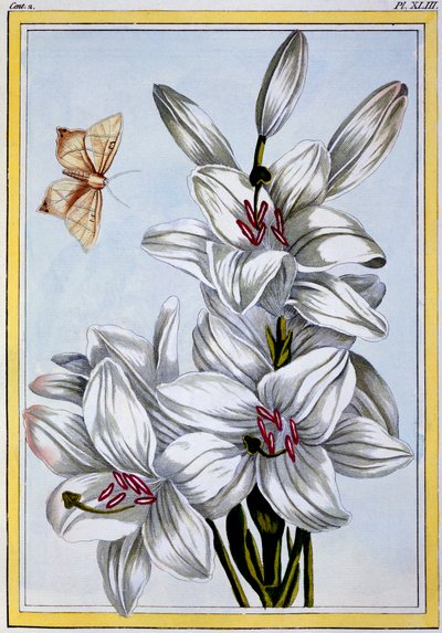 Wielka Biała Lilia, wyd. 1776. autorstwa Pierre Joseph Buchoz