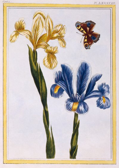 Irysy żółte i fioletowe, wyd. 1776. autorstwa Pierre Joseph Buchoz