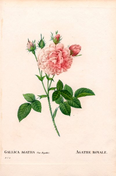 Róża Agathe Royale, odmiana Rosa gallica. Ręcznie barwiony miedzioryt kropkowany z „”Les Roses” Pierre
