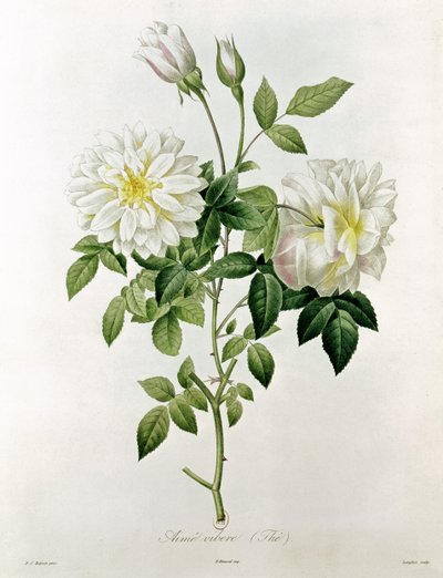 Aime Vibere (herbata) grawerowane przez Eustache Hyacinthe Langlois (1777-1837) autorstwa Pierre Joseph Redouté