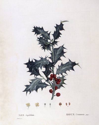 Aquifoliaceae - ostrokrzew europejski (Ilex aquifolium). (płyta botaniczna) autorstwa Pierre Joseph Redouté