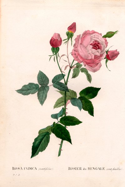 Bengal 100-listny róż, odmiana Rosa chinensis, róża bengalska (stolistna). Ręcznie barwiony miedzioryt kropkowany z „”Les Roses” Pierre