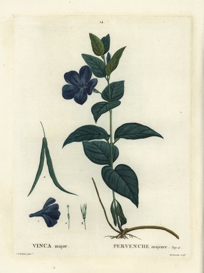 Barwinek wielkolistny, barwinek duży lub barwinek niebieski, Vinca major. Ręcznie barwiony grawerunek punktowany wykonany przez Duruisseau według ilustracji Pierre-Josepha Redoute z Treat des Arbres et Shrustes Henri Louisa Duhamela du Moncel, Paryż autorstwa Pierre Joseph Redouté