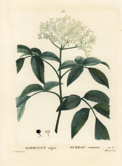 Bez czarny lub bez czarny, Sambucus nigra. Ręcznie barwiony grawerunek punktowany przez pannę Brenet na podstawie ilustracji Pierre-Josepha Redoute z Treat des Arbres et Shrustes Henri Louisa Duhamela du Moncel, Paryż autorstwa Pierre Joseph Redouté