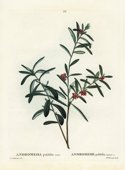 Rozmaryn bagienny, Andromeda polifolia. Ręcznie barwiony grawerunek punktowany według ilustracji Pierre-Joseph Redoute z Treat des Arbres et Shrustes Henri Louisa Duhamela du Monceau, Paryż autorstwa Pierre Joseph Redouté