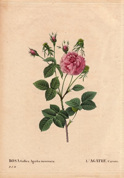 Deska Botaniczna, Kwiat, Róża Odmiana: Agathe carnee (Rosa gallica agatha incarnata). Nieznane pochodzenie, hybryda gatunku z adamaszku Rose Gallica. W „Różach”, tom 2 autorstwa Pierre