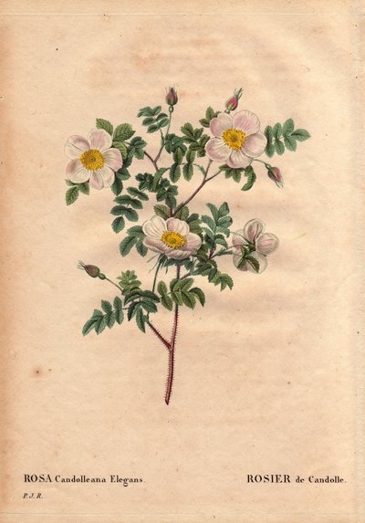 Tablica botaniczna, kwiat, odmiana róży: Biała róża De Candolle lub Rose de Candolle (Rosa candolleana elegans). Dzika róża, odkryta w południowej Europie i nazwana De Candolle w 1819 r. W „”Les Roses”, tom 2 autorstwa Pierre Joseph Redoute (1759-1840) autorstwa Pierre Joseph Redouté