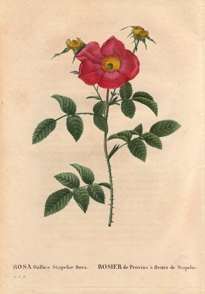 Tablica botaniczna, kwiat, odmiana róży: róża pospolita z kwitnieniem stapelii (flora Rosa Gallica Stapeliae), gatunek prawdopodobnie wytępiony. W „” Les Roses”, tom 2 autorstwa Pierre