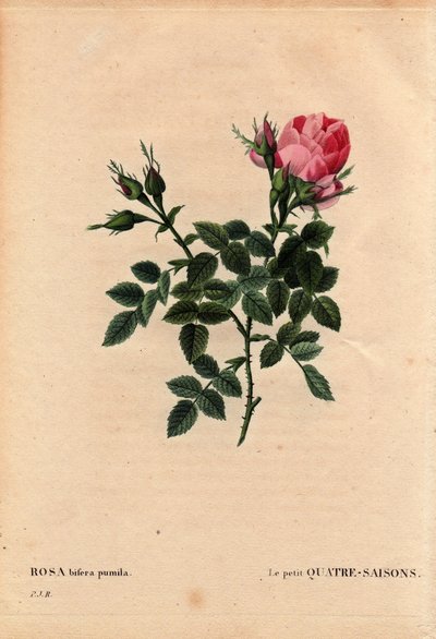 Tablica botaniczna, kwiat, odmiana róży: Małe cztery pory roku (Cztery pory roku). Po łacinie: Rosa bifera pumila, wyhodowana przez Monsieur Noel, Paryż, Francja, przed 1824. W „” Les Roses”, tom 2 Pierre Joseph Redoute (1759-1840) autorstwa Pierre Joseph Redouté