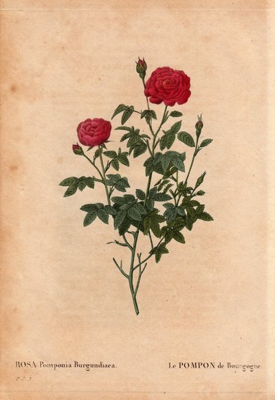 Tablica botaniczna, kwiat, odmiana róży: Pompon Burgundii (Rosa Pomponia Burgundiaca). Nieznane pochodzenie, odmiana ekscytująca przed 1664 r. W „”Les Roses”, tom 2 autorstwa Pierre Joseph Redoute (1759-1840) autorstwa Pierre Joseph Redouté