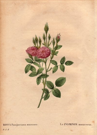 Tablica botaniczna, kwiat, odmiana róży: Musujący rodzaj pomponu „Rose de Meaux” (Rosa Pomponiana muscosa) odkryto w ogrodzie na zachodzie Anglii około 1801 roku. W „Les Roses”, tom 2 autorstwa Pierre