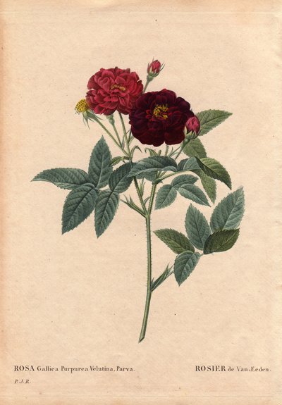 Deska botaniczna, kwiat, odmiana róży: Róża Van Eeden (Rosa Gallica Purpurea Velutina Parva). Uprawiany w Holandii przez Van Eedena przed 1810 r. W „” Les Roses”, tom 2 autorstwa Pierre Joseph Redoute (1759-1840) autorstwa Pierre Joseph Redouté