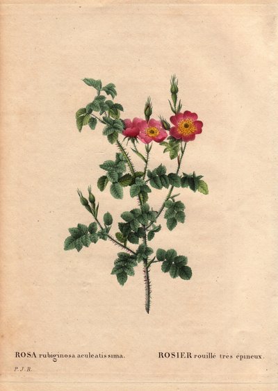 Deska Botaniczna, Kwiat, Róża Odmiana: Róża bardzo kolczasta (Rosa rubiginosa aculeatissima). Otrzymywany przez nasiona i panierowany przez Du Ponta około 1810 r. W „” Les Roses”, tom 2 autorstwa Pierre Joseph Redoute (1759-1840) autorstwa Pierre Joseph Redouté