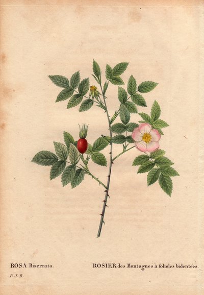 Tablica Botaniczna, Kwiat, Róża Odmiana: Róża górska z listkami bidentee (Rosa Biserrata). Zebrany przez doktora Merata przed 1812 r. w Mont Valerien pod Paryżem we Francji. W „” Les Roses”, tom 2 autorstwa Pierre