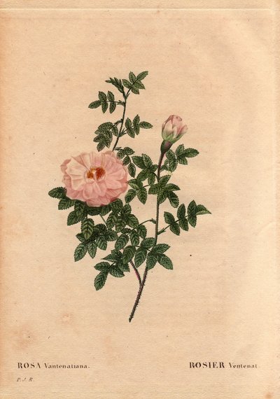 Deska Botaniczna, Kwiat, Róża Odmiana: Rose Ventenat. (Rosa ventenatiana), nieznane pochodzenie. W „” Les Roses”, tom 2 autorstwa Pierre