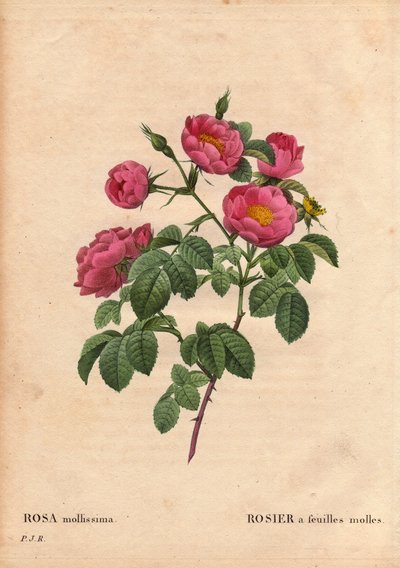 Deska Botaniczna, Kwiat, Róża Odmiana: Róża o miękkich liściach. (Rosa mollissima flora submultiplici). Odmiana Rose mollis, przed 1821 r. W „”Les Roses”, tom 2 autorstwa Pierre Joseph Redoute (1759-1840) autorstwa Pierre Joseph Redouté