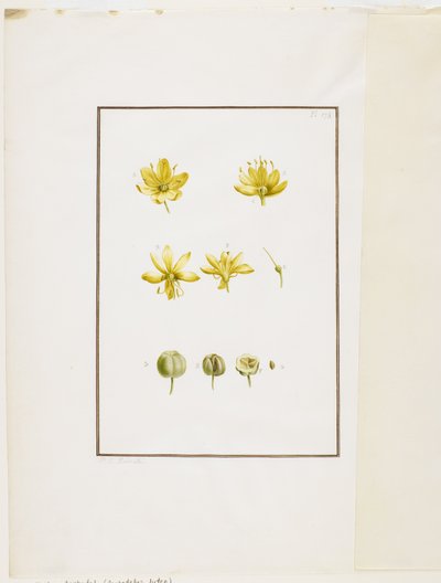 Sekcja botaniczna: Asphodel żółty (Asphodelus lutea), ok. 1778-90 (wc i grafit na papierze) autorstwa Pierre Joseph Redouté