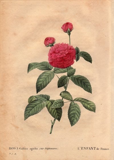 Talerz botaniczny, kwiat, odmiana róży: Dziecko we Francji (Rosa gallica agatha var. delphiniana). Uprawiany przez Monsieur Du Pont, ok. 1802 r. znany od czasów panowania Ludwika XV (1710-1774) i nazywany „Enfant de France” na cześć delfina. W „” Les Ro autorstwa Pierre Joseph Redouté