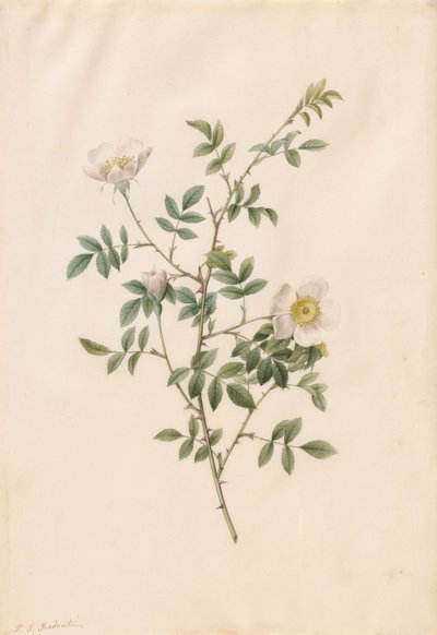 Brier Bush Rose lub Dog Rose (Rosa Sepium Rosea) autorstwa Pierre-Joseph Redouté
