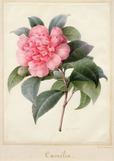 Camelia (akwarela ze złotem na welinie) autorstwa Pierre Joseph Redouté