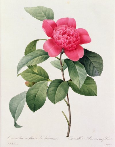 Camellia Anemonefolia (kolorowy grawerunek) autorstwa Pierre Joseph Redouté