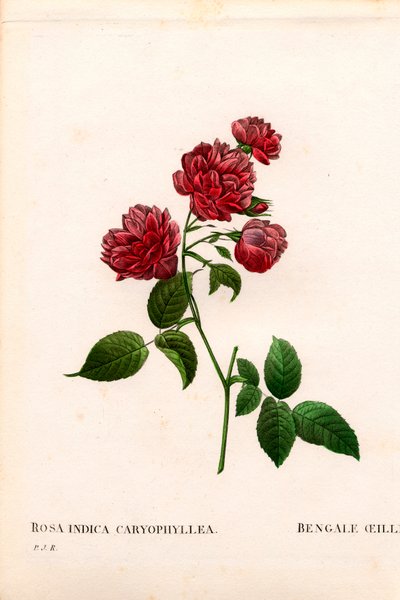 Goździk chiński róża, odmiana Rosa chinensis, goździk bengalski. Ręcznie barwiony miedzioryt kropkowany z „”Les Roses” Pierre