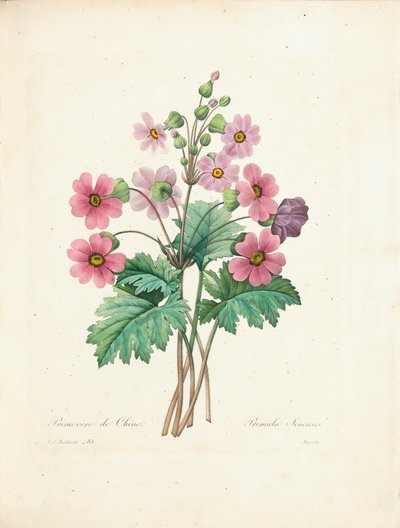 Chiński Primrose, grawerowane przez Bessina, z „Wybór najpiękniejszych kwiatów i najpiękniejszych owoców”, tom. II, 1827-33 autorstwa Pierre Joseph Redouté