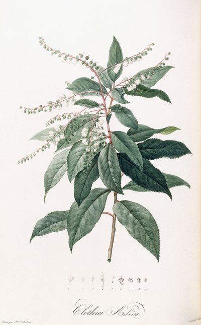 Clethra Arborea autorstwa Pierre Joseph Redouté