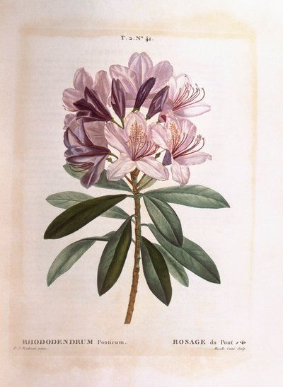 Pontischer Rhododendron (Rhododendron ponticum), Henry Louis Duhamel du Monceau, botanische Tafel von Pierre Joseph Redouté von Pierre Joseph Redouté