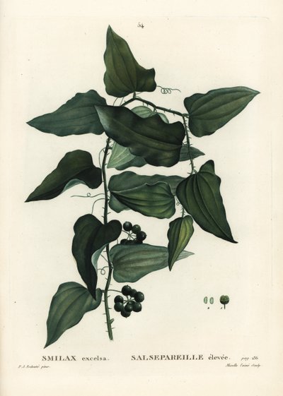 Powój zwyczajny, powój pospolity, sarsaparilla lub smilax śródziemnomorski, Smilax aspera (Smilax excelsa). Ręcznie barwiony grawerunek punktowany autorstwa Mixelle l