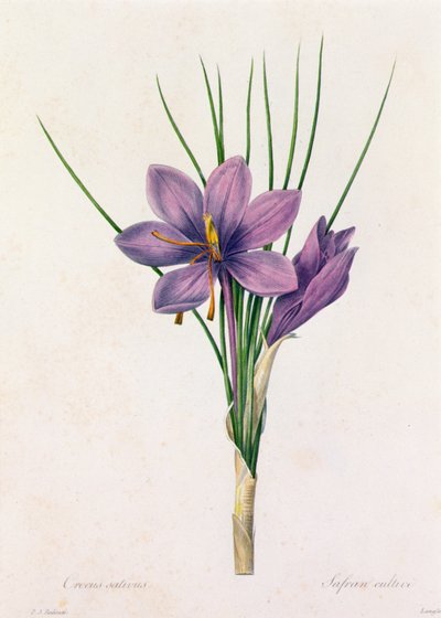 Crocus Sativus (kolorowy grawerunek) autorstwa Pierre Joseph Redouté