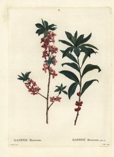 Daphne lub mezereon, Daphne mezereum. Ręcznie barwiony grawerunek punktowy wykonany przez Trolla według ilustracji Pierre-Josepha Redoute z Treat des Arbres et Shrustes Henri Louisa Duhamela du Moncel, Paryż autorstwa Pierre Joseph Redouté