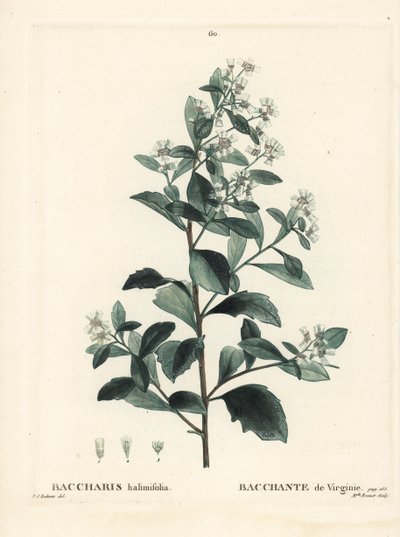 Baccharis wschodnia, krzew pospolity, mirt morski lub słony krzew, Baccharis halimifolia. Ręcznie barwiony grawerunek punktowany przez pannę Brenet według ilustracji Pierre-Joseph Redoute z Treat des Arbres et Shrustes Henri Louisa Duhamela du Moncel, Pary autorstwa Pierre Joseph Redouté