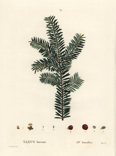 Cis pospolity lub cis europejski, Taxus baccata. Ręcznie barwiony grawerunek punktowany według ilustracji Pierre-Joseph Redoute z Treat des Arbres et Shrustes Henri Louisa Duhamela du Monceau, Paryż autorstwa Pierre Joseph Redouté