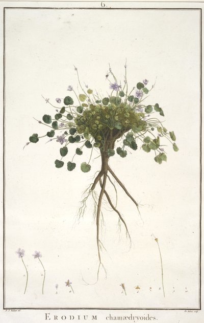 Erodium chamaedryoides, z Geraniologii, czyli z historii Erodius, Pelargoni, Monsonia i Grieli, ilustrowane ikonami, 1787-88 (rycina ręcznie kolorowana) autorstwa Pierre Joseph Redouté