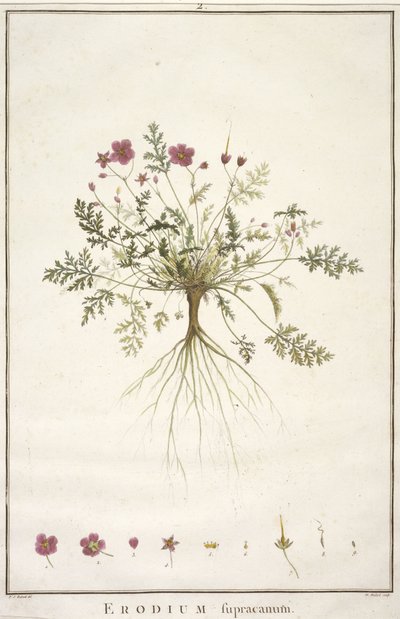 Erodius supracanum, z Geraniologii, czyli z historii Erodii, Pelargoni, Monsonii i Grieli, ilustrowany ikonami, 1787-88 (rycina ręcznie kolorowana) autorstwa Pierre Joseph Redouté