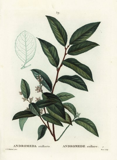 Fetterbush, Andromeda axillaris. Ręcznie barwiony grawerunek punktowany autorstwa Moreta według ilustracji Pierre-Joseph Redoute z Treat des Arbres et Shrustes Henri Louisa Duhamela du Moncel, Paryż autorstwa Pierre Joseph Redouté