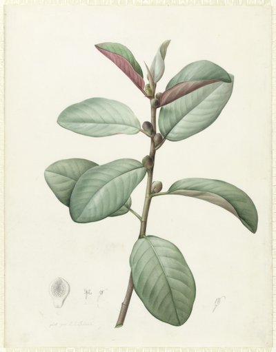 Ficus Rubiginosa (wc i kolor nadwozia na graficie na welinie) autorstwa Pierre Joseph Redouté