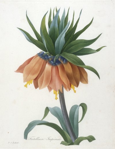 Fritillaire Imperiale, z Wybór najpiękniejszych kwiatów i najpiękniejszych owoców, 1827 autorstwa Pierre Joseph Redouté
