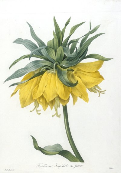 Fritillary, odmiana Imperiale żółta, z Wybór najpiękniejszych kwiatów i najpiękniejszych owoców, 1827 (ręcznie barwione kropkowane grawerowanie) autorstwa Pierre Joseph Redouté