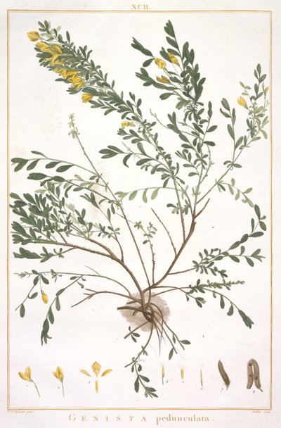 Genista pedunculata, z Stripes Nova lub Less Known, 1784 (ręcznie barwiony grawerunek) autorstwa Pierre Joseph Redouté