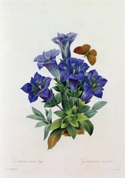 Gentiana Acaulis (kolorowy grawer) autorstwa Pierre Joseph Redouté