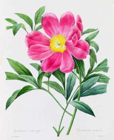 Gencjana bezłodygowa (kolorowy grawerunek) autorstwa Pierre Joseph Redouté