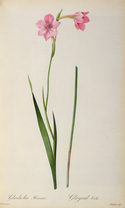 Gladiolus Hirsulus, z "Les Liliacees", 1805 r. autorstwa Pierre Joseph Redouté
