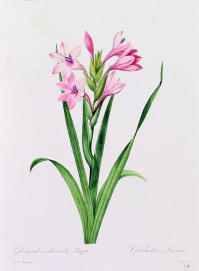 Glayeul Color of Lacquer (kolorowy grawer) autorstwa Pierre Joseph Redouté