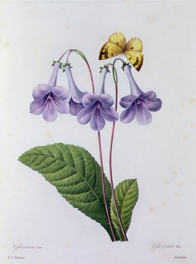 Gloksynia (kolorowy grawer) autorstwa Pierre Joseph Redouté