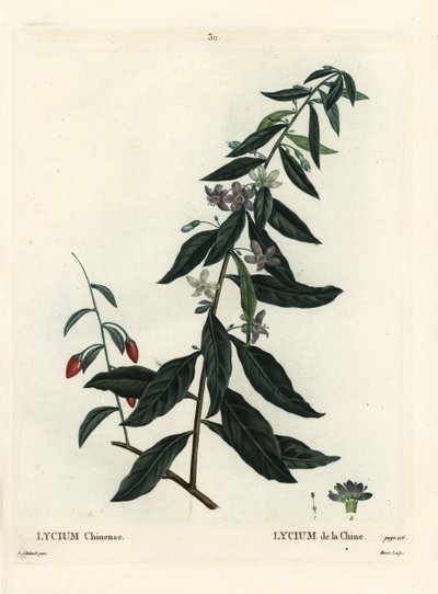 Jagody Goji lub bukszpan chiński, Lycium chinense. Ręcznie barwiony grawerunek punktowany autorstwa Moreta według ilustracji Pierre-Joseph Redoute z Treat des Arbres et Shrustes Henri Louisa Duhamela du Moncel, Paryż autorstwa Pierre Joseph Redouté